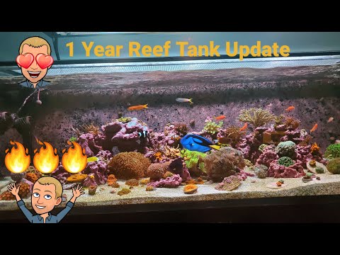 Innovative Marine 200 Gallon EXT| Ep. 13| 1 Year Update