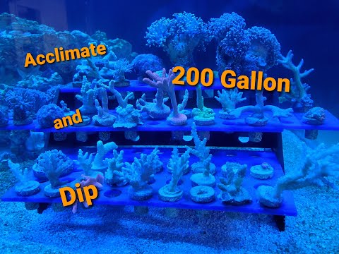 Innovative Marine 200 Gallon EXT| Ep. 7| Acclimating and Dipping Corals