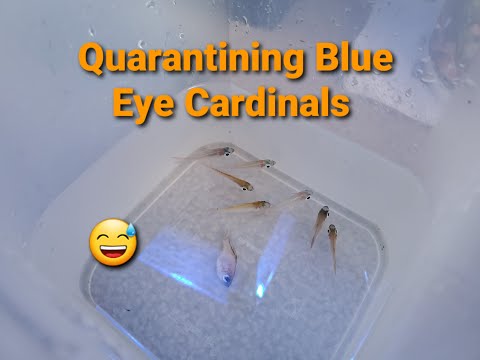 Innovative Marine 200 Gallon EXT| Ep. 9| Quarantining and Adding Blue Eye Cardinals