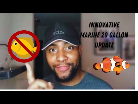 Innovative Marine 20g Reef Tank Update Ep. 2 (My wife wants a Tang) ??