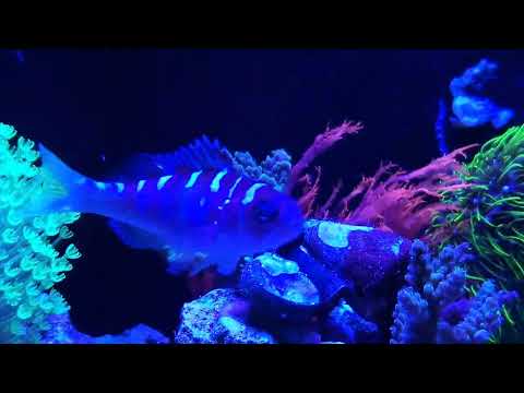 Innovative Marine 25g lagoon mixed reef – January 2022 tank tour