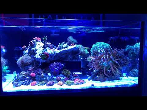 Innovative Marine 25g Lagoon