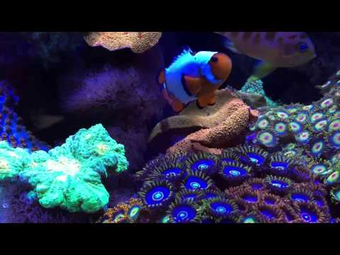 Innovative Marine 30 gal. Reef Tank @ Neptune Aquatics in San Jose