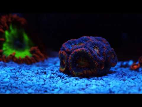 Innovative Marine 30 Gallon Aquarium | Misc Info