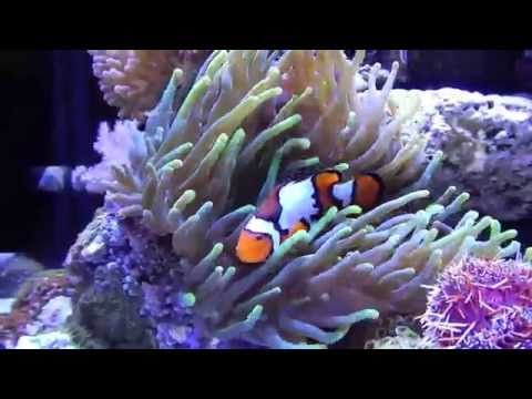 Innovative Marine 30 Gallon Reef Tank