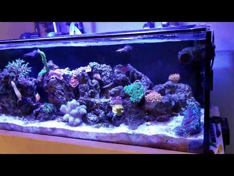 Innovative Marine 30 Long GFO Running 1 Week Update | Equipment