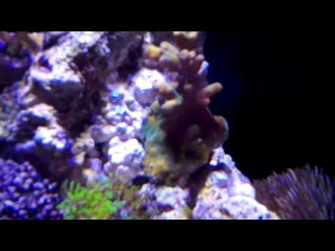 Innovative Marine 30g Update #5