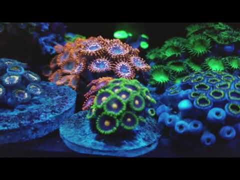 Innovative Marine 30l fusion Nuvo Tank Update 9/10/17