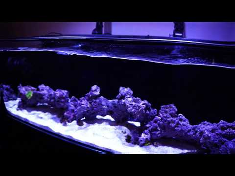 Innovative Marine 30L | New Tank!