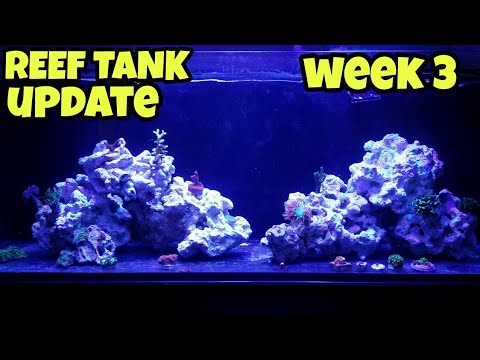 Innovative Marine 30l Reef Tank | Gimble Test