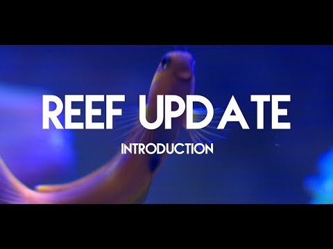 Innovative Marine 40 Gallon NUVO Fusion | Reef Update 1