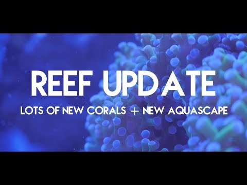 Innovative Marine 40 Gallon NUVO Fusion | Reef Update 4 | New Corals!