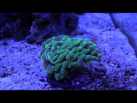 Innovative Marine 40 Gallon