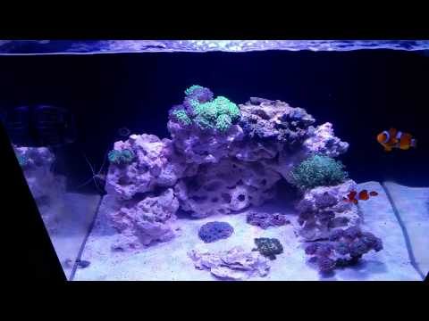 Innovative Marine 40g Fusion Update 1