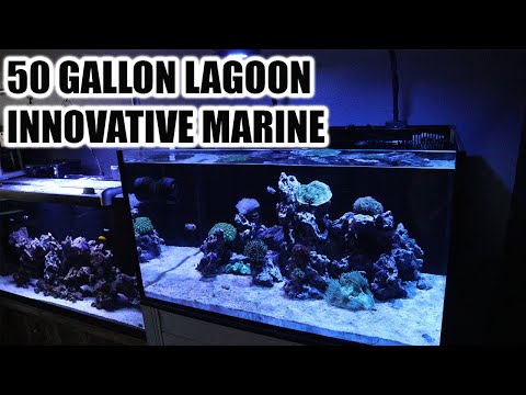 INNOVATIVE MARINE 50 GALLON LAGOON REVIEW AND OVERVIEW 2020