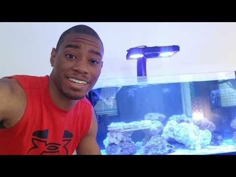 Innovative Marine 50 Gallon Lagoon Update Along With My 150 Gallon Reef Tank Aiptasia Control