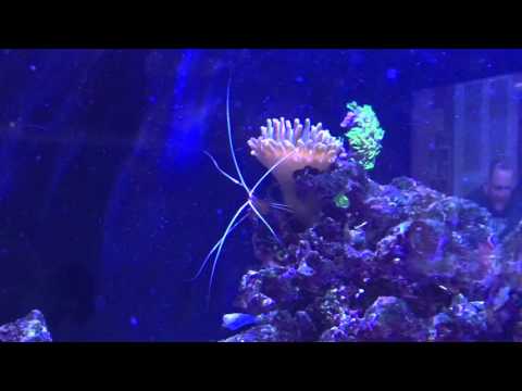 Innovative Marine 50 Gallon
