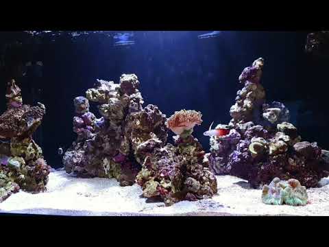 Innovative Marine 50G Lagoon Reef 4k