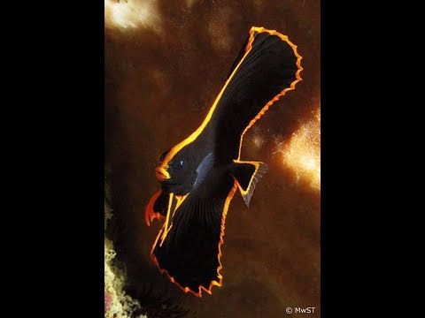 Innovative marine fushion 20 gallon Mixed reef. EPISODE 1