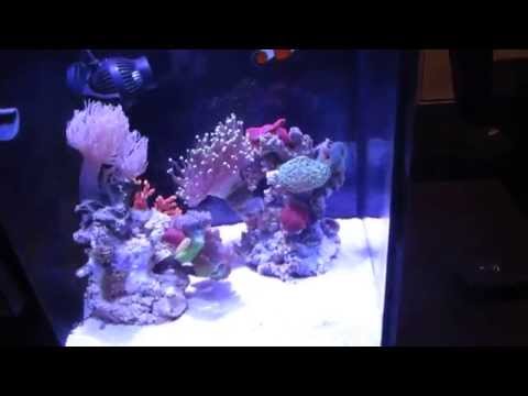 Innovative Marine Fusion 10 Reef Tank