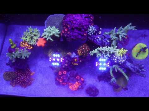 Innovative Marine Fusion 20 – ReefRoids Timelapse