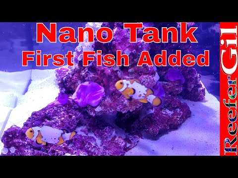 Innovative Marine Fusion 20 Saltwater Nano Tank Update