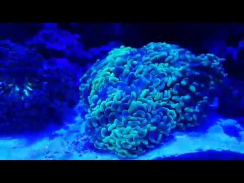 Innovative Marine Fusion 20G Reef Aquarium
