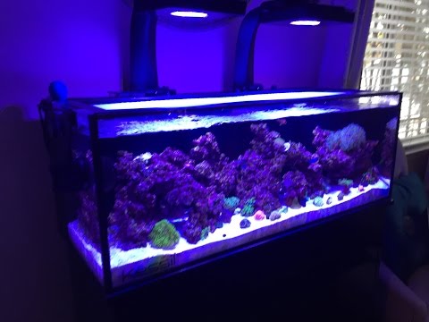 innovative marine fusion 30L 3 months update (filtration & hardware)