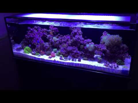 innovative marine fusion 30L 4 months 1 week update