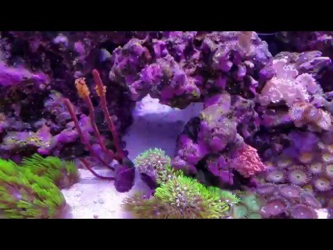 innovative marine fusion 30L 6 months 2 weeks update