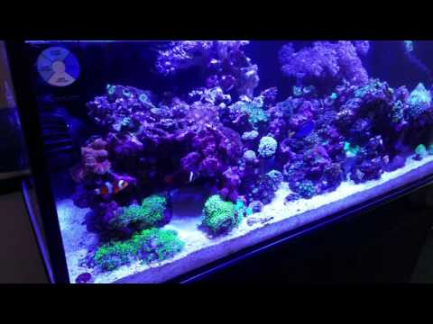 innovative marine fusion 30L 9 months 3 weeks update