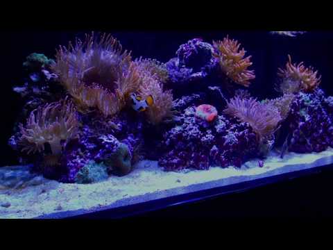 Innovative Marine Fusion 30L: Anemone Tank