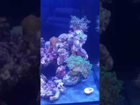 Innovative Marine Fusion/ Kessil A80