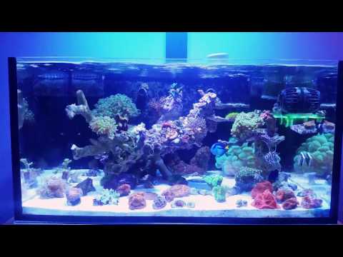 Innovative marine fusion lagoon 25 gallon aquascape!