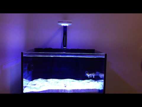 Innovative Marine Fusion Lagoon 25 Gallons
