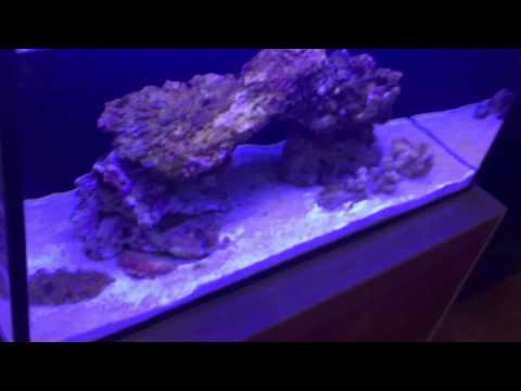 Innovative Marine Fusion Nano 20 honest review and must do upgrades