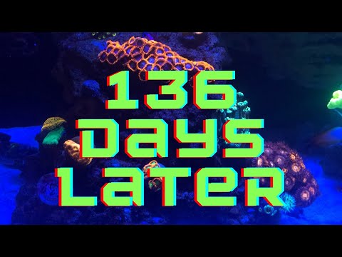 Innovative Marine Fusion Reef Tank: 4 Month Update (GONI???)