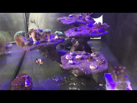 Innovative Marine Lagoon 25 Gallon Frag Tank