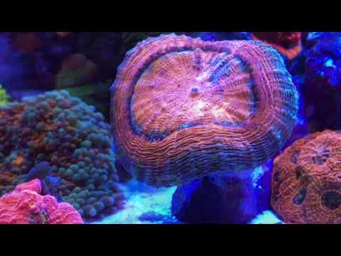 Innovative marine lagoon fusion 25 gallon nano!