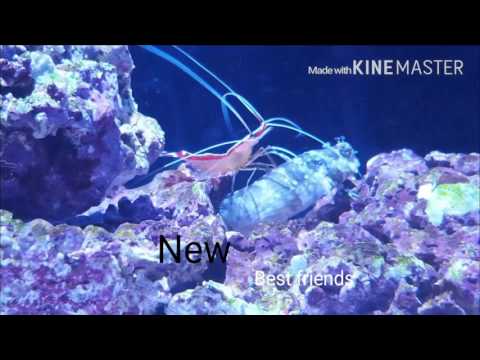Innovative Marine Lagoon Fusion 50 gallon
