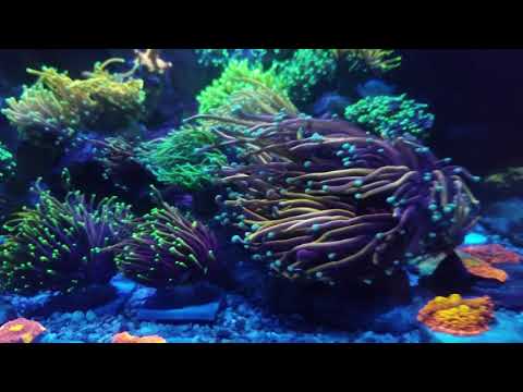 innovative marine lagoon torch garden mixed reef