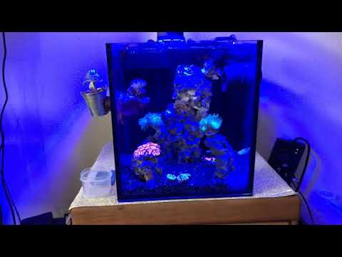 Innovative Marine Nuvo 10 Fusion Update #10 inTank Upgrade!