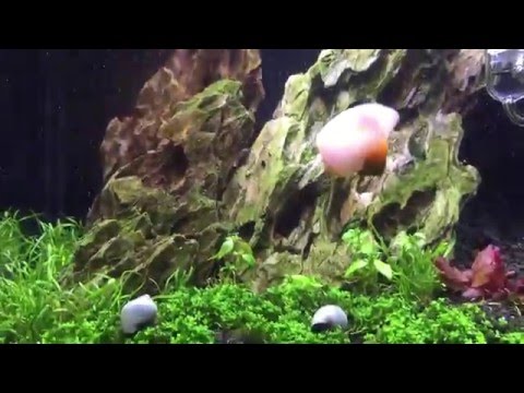 Innovative Marine Nuvo 10 Planted.