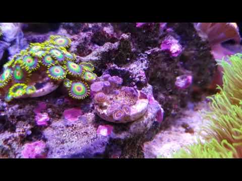 Innovative Marine Nuvo 10 sixteen month update