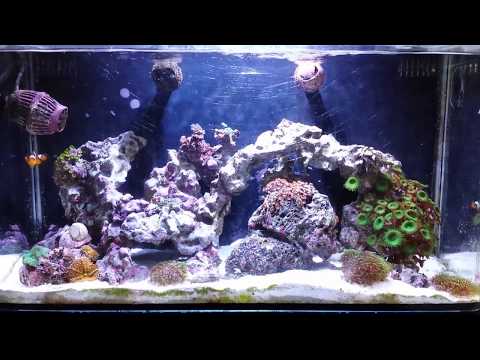 Innovative Marine Nuvo 16 & Kessil A150W Sky Blue