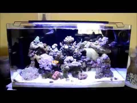 Innovative marine nuvo 16 reef