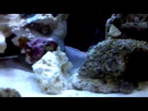 Innovative Marine Nuvo 16 Reef (10-03-13)