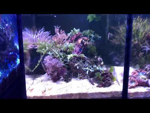 INNOVATIVE MARINE NUVO 20 GALLON