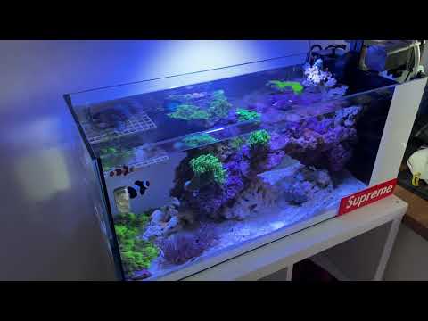 Innovative Marine Nuvo 20 Peninsula Reef Tank 1 Week Update