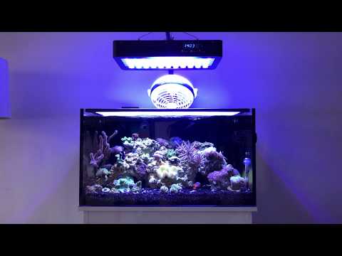 Innovative Marine Nuvo 20 Reef Tank 4 Month update!